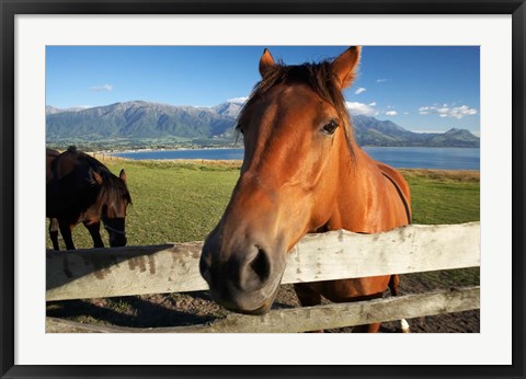 Framed Horse, Kaikoura, Marlborough, South Island, New Zealand Print