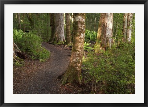 Framed Kepler Track, Fjordland National Park, South Island, New Zealand Print