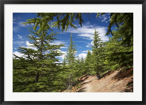 Framed Larch Forest by Lake Benmore, Waitaki Valley, North Otago, South Island, New Zealand Print