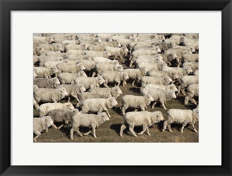 Framed Mustering Sheep, Farm Animals, South Island, New Zealand Print