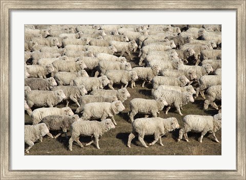 Framed Mustering Sheep, Farm Animals, South Island, New Zealand Print