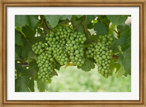Framed Pinot Noir Grapes, Domain Road Vineyard, Bannockburn, Central Otago, South Island, New Zealand Print