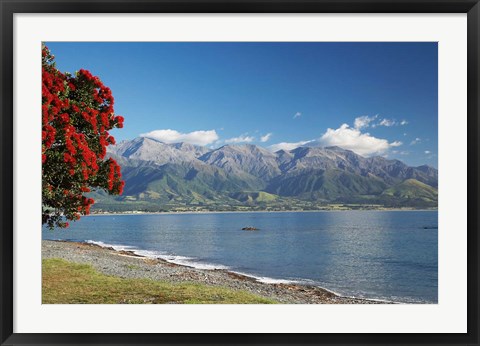 Framed Pohutukawa Tree, Marlborough, South Island, New Zealand Print