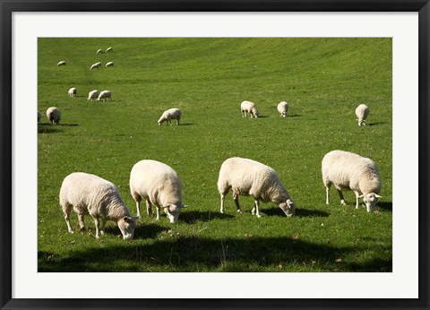 Framed Sheep, One Tree Hill Domain, Auckland, North Island, New Zealand Print