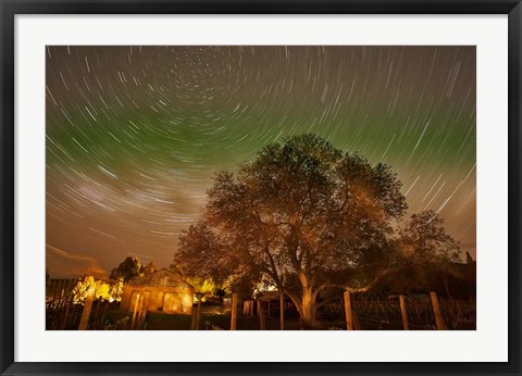 Framed Star Trails Over Walnut Tree, Domain Road Vineyard, Central Otago, South Island, New Zealand Print