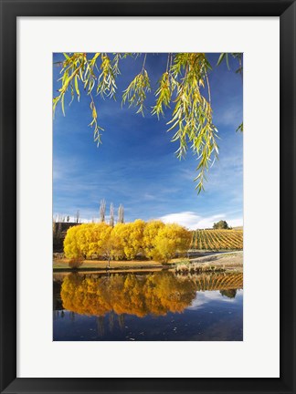 Framed Vineyard, Bannockburn Inlet, South Island, New Zealand Print