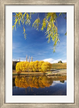 Framed Vineyard, Bannockburn Inlet, South Island, New Zealand Print