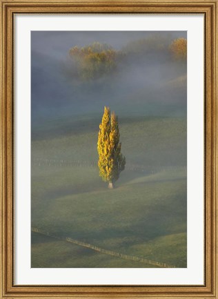 Framed Poplar Tree, Countryside, North Island New Zealand Print