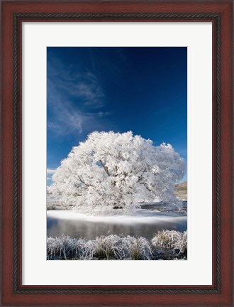 Framed Hoar Frost on Willow Tree, near Omakau, Central Otago, South Island, New Zealand Print