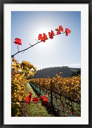 Framed Te Kairanga Vineyard, Martinborough, Wairarapa, North Island, New Zealand Print