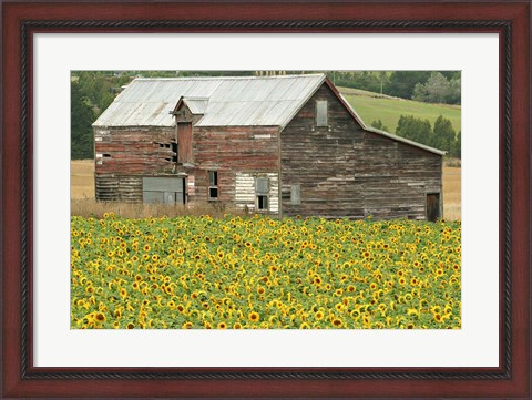 Framed Sunflowers and Old Barn, near Oamaru, North Otago, South Island, New Zealand Print