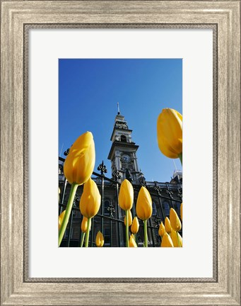 Framed Tulips and Municipal Chambers Clocktower, Octagon, Dunedin, New Zealand Print