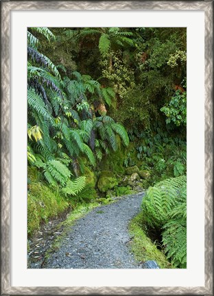 Framed Ferns and Path, Lake Matheson, South Island, New Zealand Print