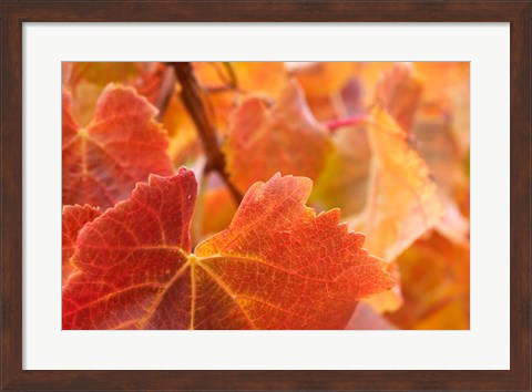 Framed Vine leaves, Domain Road Vineyard, South Island, New Zealand Print