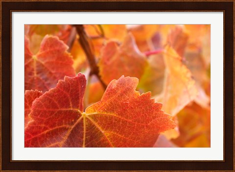 Framed Vine leaves, Domain Road Vineyard, South Island, New Zealand Print