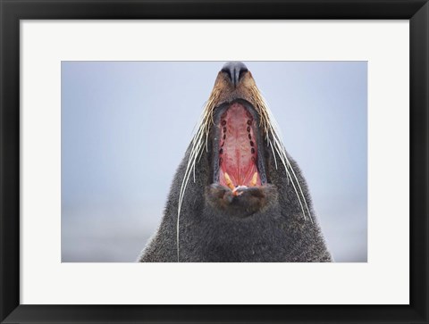 Framed New Zealand Fur Seal, Kaikoura Peninsula, New Zealand Print