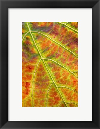 Framed Autumn, Domain Road Vineyard, South Island, New Zealand Print