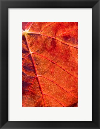 Framed Autumn leaf, Domain Road Vineyard, South Island, New Zealand Print