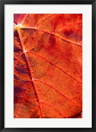 Framed Autumn leaf, Domain Road Vineyard, South Island, New Zealand Print