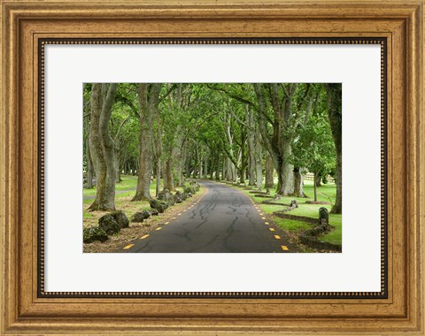 Framed Twin Oaks Drive, Paths, North Island, New Zealand Print