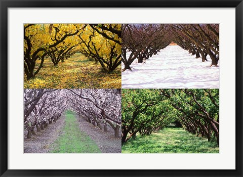 Framed Orchard through the Seasons, Central Otago, South Island, New Zealand Print