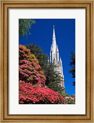 Framed Rhododendrons and First Church, Dunedin, New Zealand Print