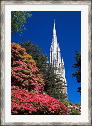 Framed Rhododendrons and First Church, Dunedin, New Zealand Print
