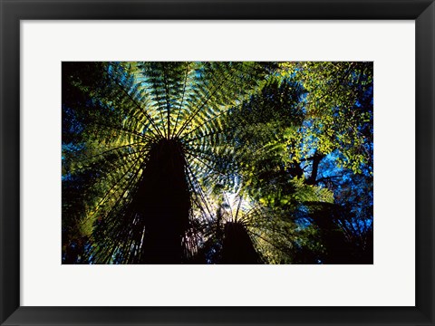 Framed Tree Ferns, Catlins, South Island, New Zealand Print