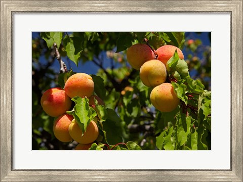 Framed Agriculture, Apricot orchard, South Island, New Zealand Print