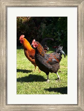 Framed Chickens, Farm animal, Port Chalmers, New Zealand Print