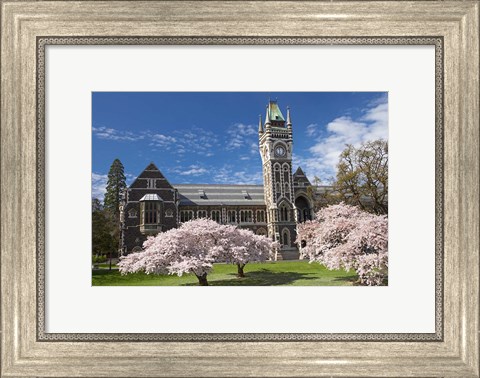 Framed Clock Tower, Historical Registry Building and Spring Blossom, University of Otago, South Island, New Zealand Print