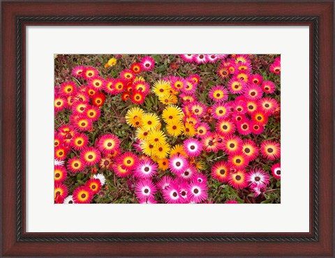 Framed Colourful Flowers, Marine Parade, Napier, Hawkes Bay, North Island, New Zealand Print
