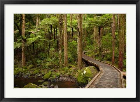 Framed Footbridge over Waikoromiko Stream and forest, North Island, New Zealand Print