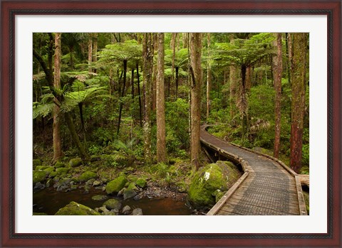 Framed Footbridge over Waikoromiko Stream and forest, North Island, New Zealand Print