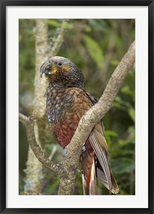 Framed Kaka, Tropical Bird, Pukaha Mount Bruce, New Zealand Print