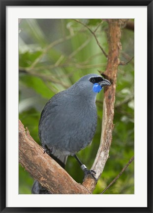 Framed Kokako bird, Wairarapa, North Island, New Zealand Print