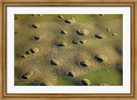 Framed New Zealand, South Island, Sinkholes, Sheep, Agriculture Print