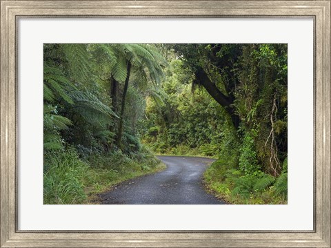 Framed Path to Dawson Falls, Egmont, North Island, New Zealand Print