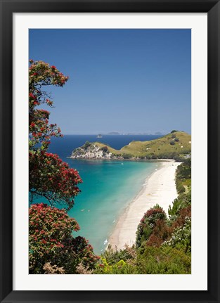 Framed Pohutukawa Tree, Beach, North Island, New Zealand Print