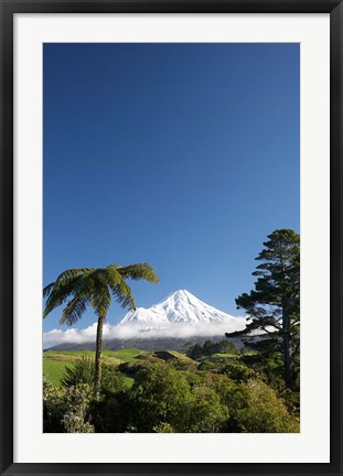 Framed Punga, Taranaki Mountain, North Island, New Zealand Print