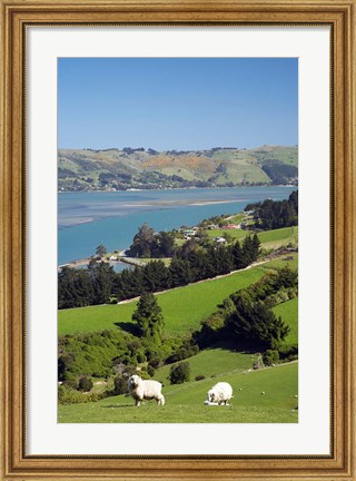 Framed Sheep, Farm animals, Sawyers Bay, So Island, New Zealand Print