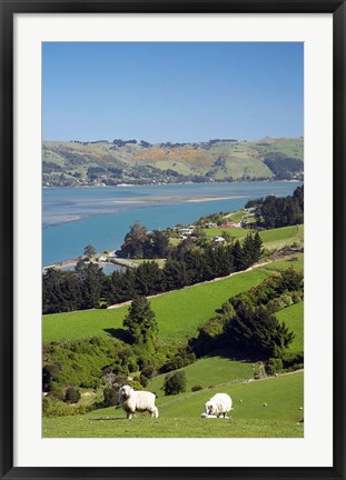 Framed Sheep, Farm animals, Sawyers Bay, So Island, New Zealand Print