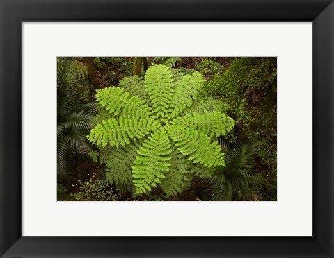 Framed Tree fern, AH Reed Memorial Kauri Park, New Zealand Print