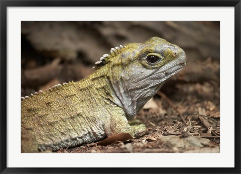 Framed Tuatara, lizard, Pukaha Mount Bruce Wildlife, New Zealand Print