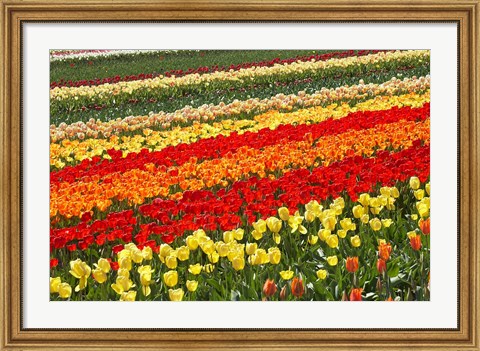 Framed Tulip Fields, West Otago, South Island, New Zealand Print