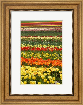 Framed Tulip flowers, West Otago, South Island, New Zealand Print