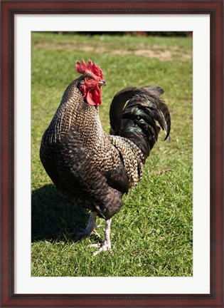Framed Wild Chicken, Farm animal, Port Chalmers, New Zealand Print