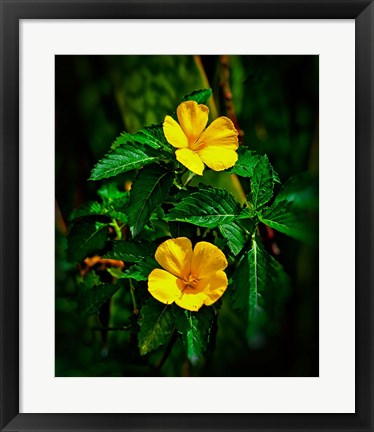 Framed Yellow alder, Falmouth Harbor, Antigua, British West Indies Print