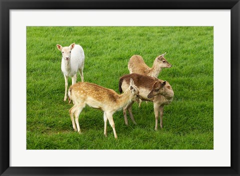 Framed New Zealand, South Island, Karamea, Fawn, Deer Print