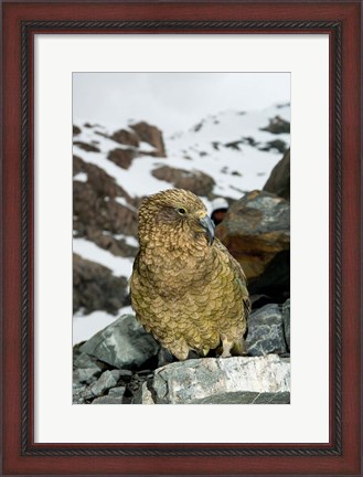 Framed New Zealand, South Island, Arrowsmith, Kea bird up close Print